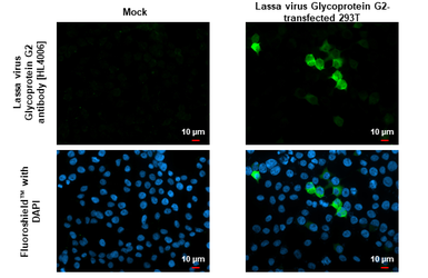 Anti-Lassa virus Glycoprotein G2 antibody [HL4006] used in Immunocytochemistry/ Immunofluorescence (ICC/IF). GTX642337